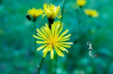 夏至的天气有什么特点 夏至气候有哪些特点