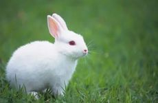 兔女适合什么工作 属兔女工作方面怎么样