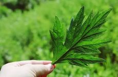 女方不返还彩礼的依据是什么 共同生活短彩礼能退吗