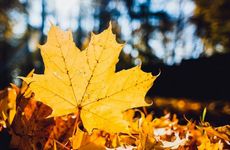 2023年秋老虎是几月 2023秋老虎是什么季节