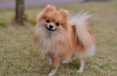 94年属狗最忌属相生肖配对