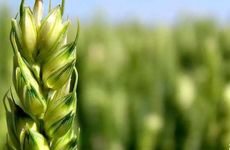 2024年小满的日子好吗 冷收麦 热进仓 收成好