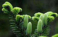 梦见蚱蜢周公解梦，梦见蚱蜢是什么意思？