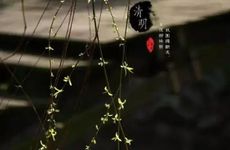 财位气运 如何布局财位 如何布局财位气运