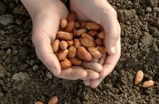 2024年小满可以做什么抢水 卖蚕 吃苦菜