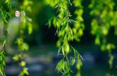 梦见水芹菜怎么回事 梦见水芹菜有什么预兆