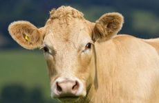 1985年属牛一生三大劫难 1985牛40以后会转运吗