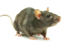 属鼠2024年做什么行业最赚钱