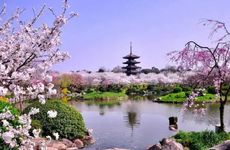 家中养玫瑰花吉祥如意吗 家中摆玫瑰花好吗