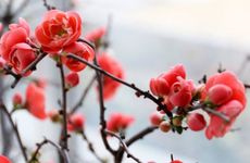 2022年腊月三十除夕有什么寓意 守岁时间是怎样