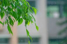 清明节送白菊花还是黄菊花 清明节送什么颜色的菊花好