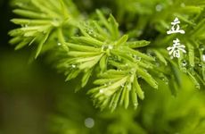 梦见吹气球怎么回事 梦见吹气球有什么预兆