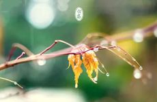 2022年白露前是算7月还是8月 2022年白露的具体时间