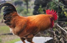 兔与什么属相相冲 属相兔和什么属相相冲