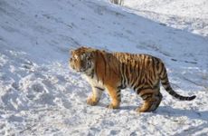 虎年是哪几年 不同年出生的属虎的人是什么命?