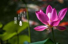 长得超级美的生肖女 天生美人胚子的生肖女