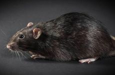 2026年属鼠人大忌什么