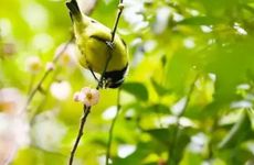 1987属兔哪年要2胎好 87年兔生什么属相的孩子好