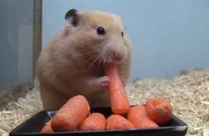 2026年属鼠人有什么喜事