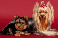 2024年属狗人驿马相助可获转机