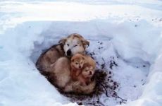 属狗人最不好的出生时辰