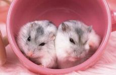 梦见坟墓长树是好事吗