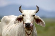 属羊的路旁土妈妈生属牛的壁上土