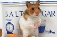 餐桌为什么不能横着放 长方形餐桌摆放最佳