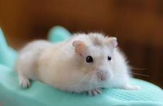 1996属鼠人一生转折点