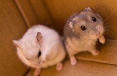 1984年属鼠人交运时间表