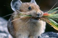 属羊女和属鼠男相配吗 情感基础薄弱缘分浅