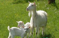 属羊女几月出生夫运旺