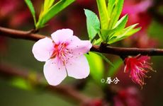 春分节气的民间习俗及禁忌