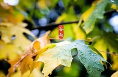 梦见吃土豆丝怎么回事 梦见吃土豆丝有什么预兆