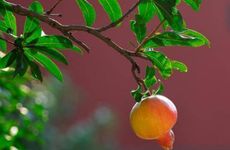 梦见戏剧 写剧本 当演员怎么回事 梦见戏剧 写剧本 当演员有什么预兆