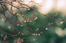 梦见黄蜂怎么回事 梦见黄蜂有什么预兆