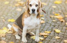 1982年属狗人一生命运 水狗人有见识能吃苦