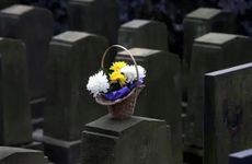 2022清明期间能动坟上的树吗