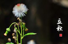 立秋节气的饮食习俗及养生知识