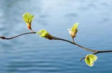 2024立春前一天能剪头发吗 立春剪头发有什么后果