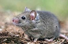 1996年属鼠男的最佳婚配表