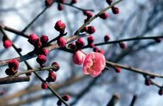 立春当天出生的人命好吗？立春当天生小孩命好吗