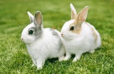 正月吉日万年历 2023年2月属兔人搬家好日子一览表