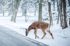 2022年小寒十二月十四好吗 2022年小寒是哪天