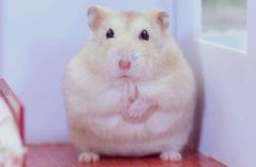 1984年属鼠人适合干什么工作