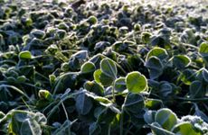 2023年霜降时间几点几分几秒 赏菊登高养生佳节