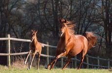 属马人2026年适合换工作吗