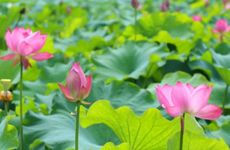 2024年端午悬挂艾篙是什么习俗 送香囊的寓意