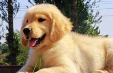 2022年属狗人的全年运势