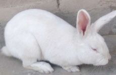 属兔本命年幸运色是什么 属兔人2023年接触什么颜色开运转运